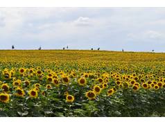 Slunečnice roční (Helianthus annuus L.) (zobrazeno 104x)